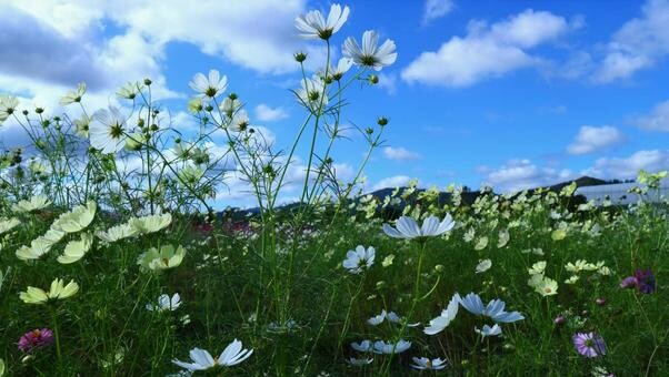 8a6c5cfe2645c7691fbba3a48146efdf_t